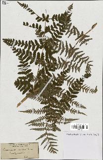 spécimen de Histiopteris incisa