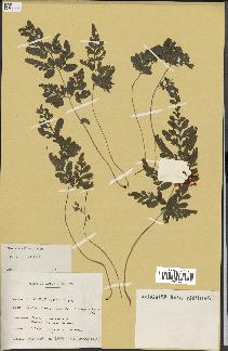 spécimen de Pteris ensiformis