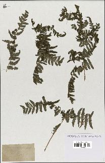 spécimen de Histiopteris incisa