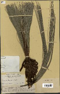 spécimen de Pinus montana