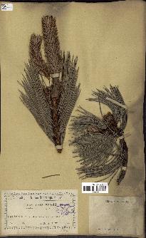 spécimen de Pinus nigra