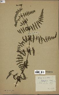 spécimen de Histiopteris incisa