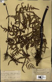 spécimen de Histiopteris incisa
