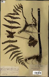 spécimen de Histiopteris incisa