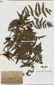 spécimen de Histiopteris incisa
