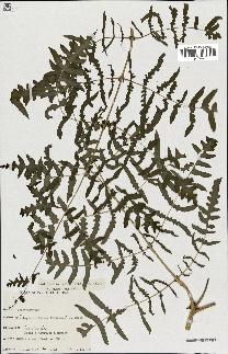 spécimen de Histiopteris incisa