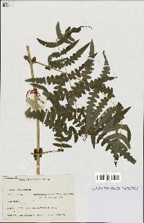 spécimen de Histiopteris incisa