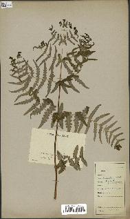 spécimen de Histiopteris incisa