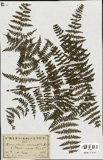 spécimen de Histiopteris incisa