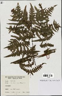 spécimen de Histiopteris incisa