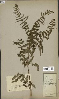 spécimen de Histiopteris incisa
