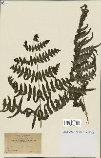 spécimen de Histiopteris incisa