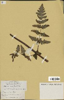 spécimen de Histiopteris incisa
