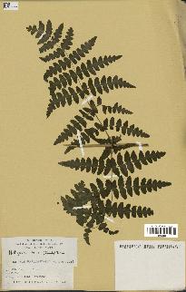 spécimen de Histiopteris incisa