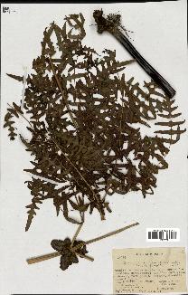 spécimen de Histiopteris incisa