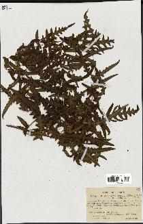 spécimen de Histiopteris incisa