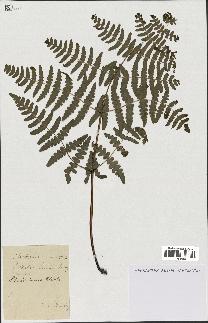 spécimen de Histiopteris incisa
