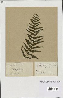 spécimen de Histiopteris incisa