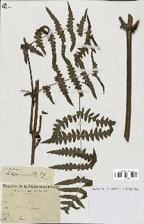 spécimen de Histiopteris incisa