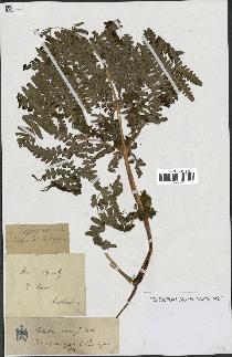 spécimen de Histiopteris incisa