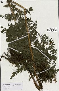 spécimen de Histiopteris incisa