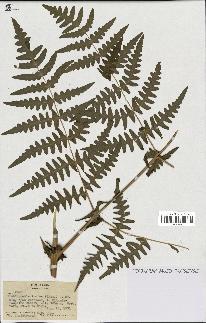 spécimen de Histiopteris incisa