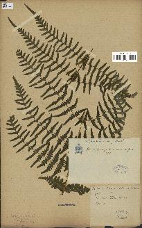 spécimen de Histiopteris incisa