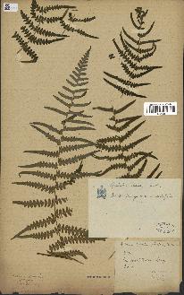 spécimen de Histiopteris incisa