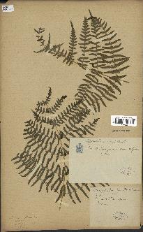 spécimen de Histiopteris incisa