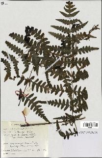 spécimen de Histiopteris incisa