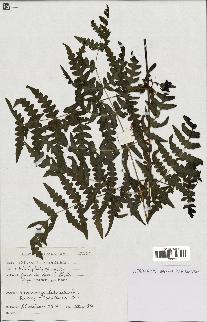 spécimen de Histiopteris incisa