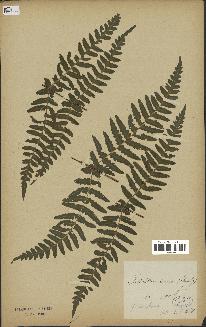 spécimen de Histiopteris incisa