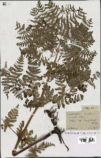 spécimen de Histiopteris incisa