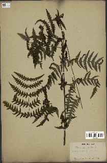 spécimen de Histiopteris incisa