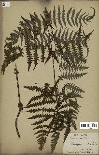 spécimen de Histiopteris incisa