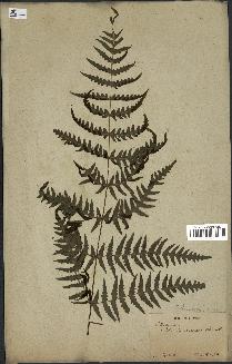 spécimen de Histiopteris incisa