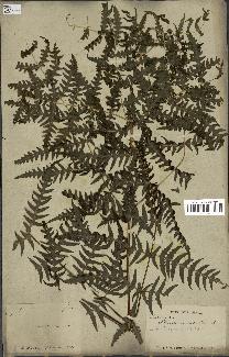 spécimen de Histiopteris incisa