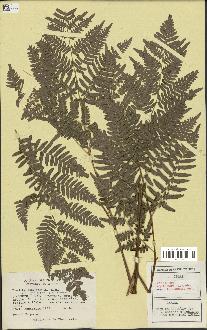 spécimen de Pteridium aquilinum