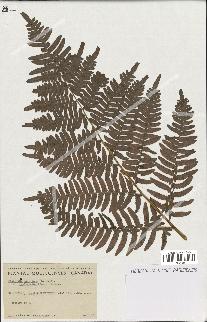 spécimen de Pteridium aquilinum