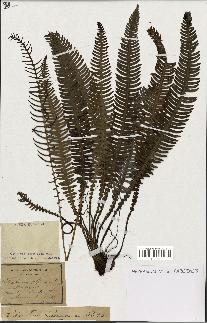 spécimen de Blechnum spicant