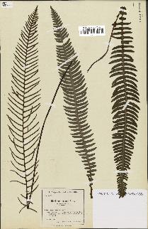 spécimen de Blechnum spicant