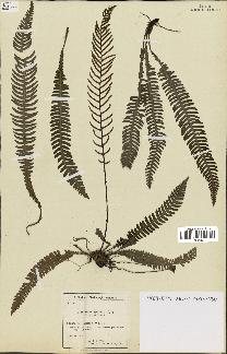 spécimen de Blechnum spicant