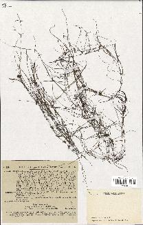 spécimen de Pilularia globulifera