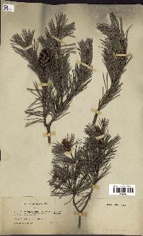 spécimen de Pinus sylvestris