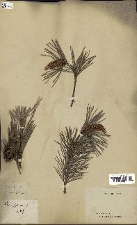 spécimen de Pinus sylvestris