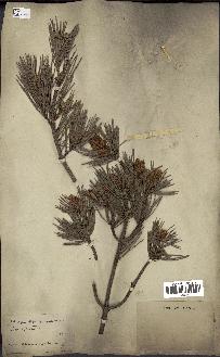spécimen de Pinus sylvestris