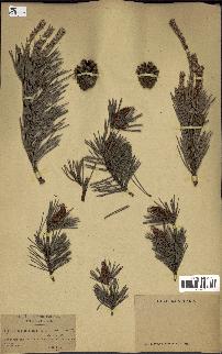 spécimen de Pinus sylvestris