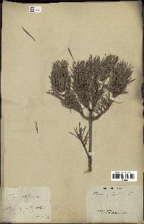 spécimen de Pinus sylvestris