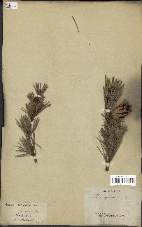 spécimen de Pinus sylvestris