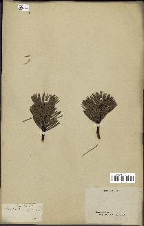 spécimen de Pinus sylvestris